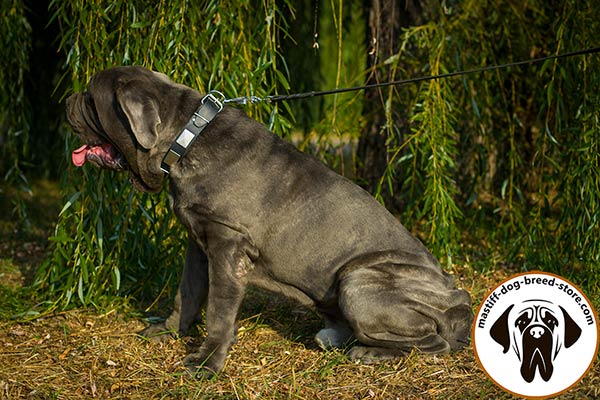 Mastiff black leather collar with rust-proof nickel plated hardware for walking