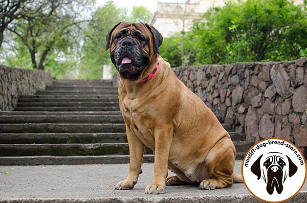Mastiff pink leather collar of high quality adorned with plates for utmost comfort