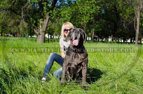 Nappa Padded Leather Collar with Brass Spikes for Italian Mastiff