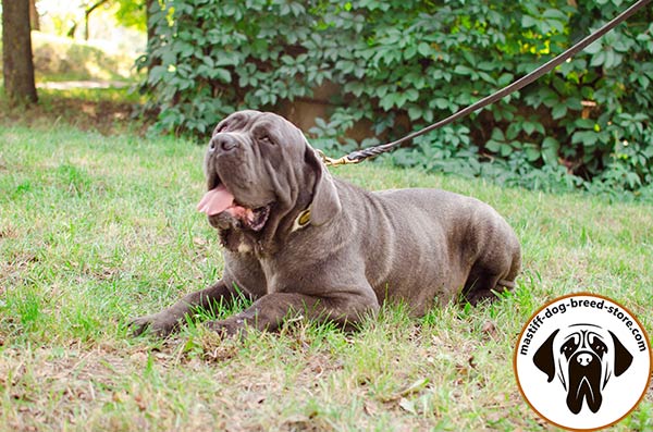 Mastiff white leather collar of genuine materials with handset plates for better comfort