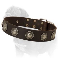 Leather Dog Collar with Silver Conchos