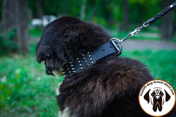 Mastiff black leather collar wide decorated with half-balls and spikes for perfect control