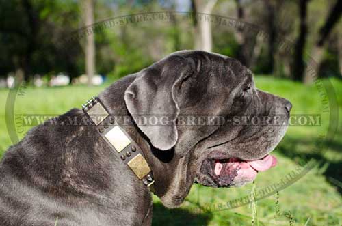 Leather Collar for Mastiff Walking