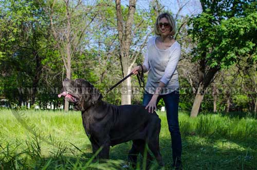 Fashion Walking Collar for Mastino Napoletano