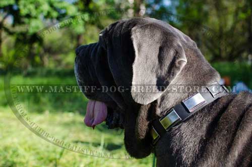 Gorgeous Collar for Mastino Napoletano Mastiff