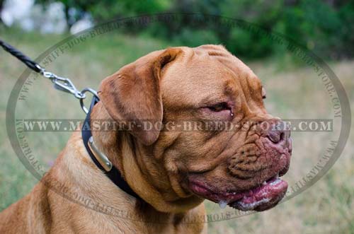 Genuine Leather Collar for Mastiffs