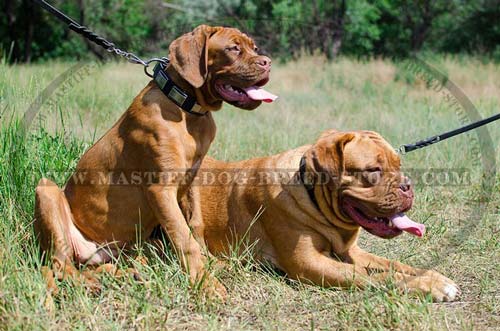 Fashion Leather Mastiff Collar for Walking