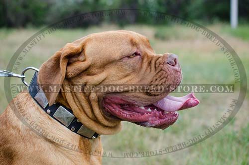 Decorative Collar for French Mastiff Walking