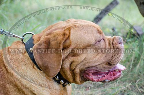 Designer Nylon Collar for Mastiffs