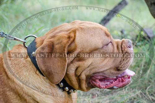 Designer Nylon Collar for Mastiffs