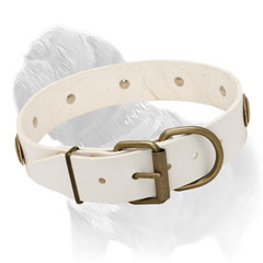 Stylish Mastiff Collar for Fashionable Walking
