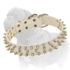 White Leather Collar for Mastiffs