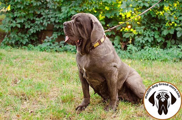 Designer leather Mastino Napoletano collar with properly secured plates