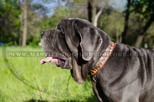 Adjustable Leather Collar for Mastino Napoletano