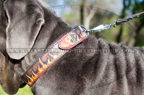 Leather Collar for Mastino Napoletano Walking