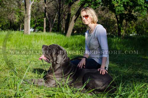 Daily Walking Leather Collar for Mastino Napoletano