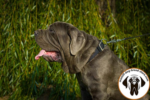 Reliable nylon Mastino Napoletano collar for training