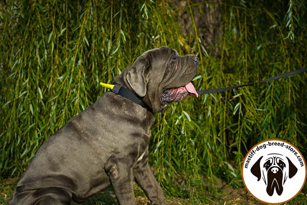 Super strong nylon Mastino Napoletano collar