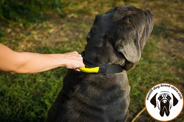 Nylon canine collar for Mastino Napoletano with quick grab handle