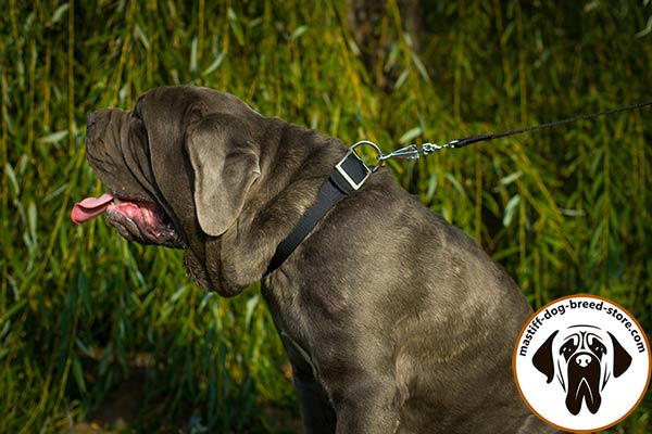 Nylon dog collar for Mastino Napoletano nickel plated hardware