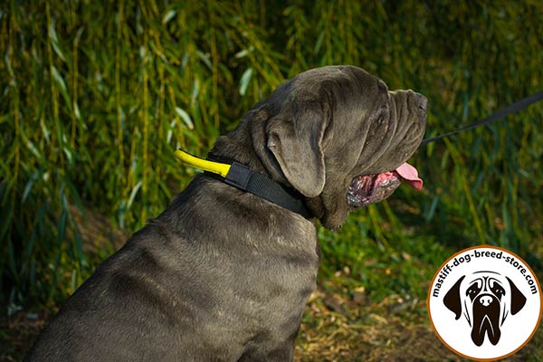 Comfy nylon dog collar for Mastino Napoletano training