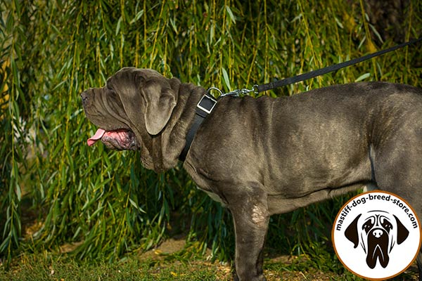 Nylon dog collar for Mastino Napoletano with nickel plated hardware