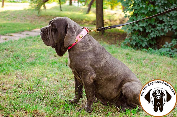 Dog-friendly pink leather Mastino Napoletano collar