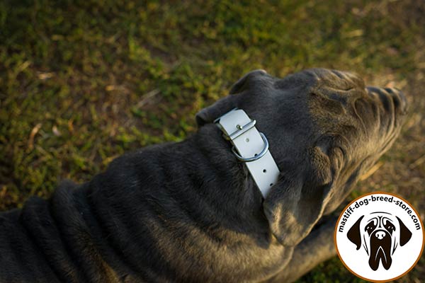 Walking spiked leather dog collar for Mastiff