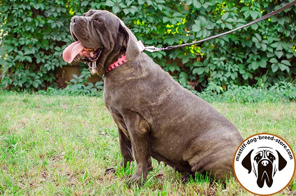 Exclusive studded leather Mastino Napoletano collar