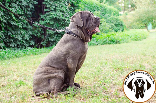 Easy-to-adjust studded leather dog collar for Mastino Napoletano