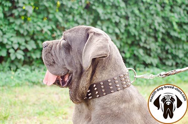 Super wide leather Mastino Napoletano collar