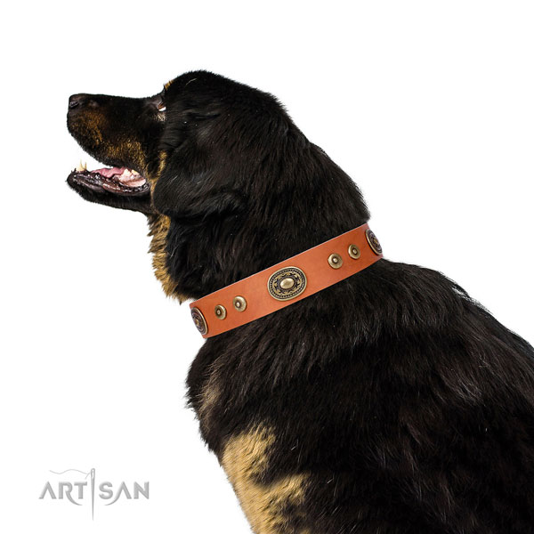 Impressive studded genuine leather dog collar for daily walking