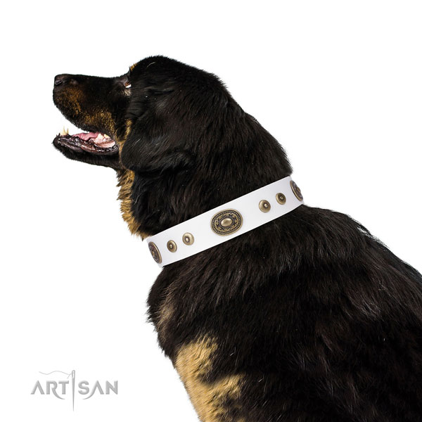 Significant adorned genuine leather dog collar for basic training