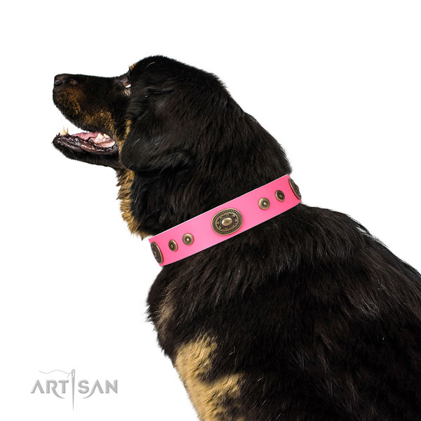 Amazing adorned leather dog collar for stylish walking