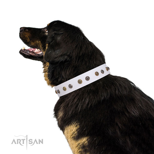 Walking adorned dog collar made of durable natural leather