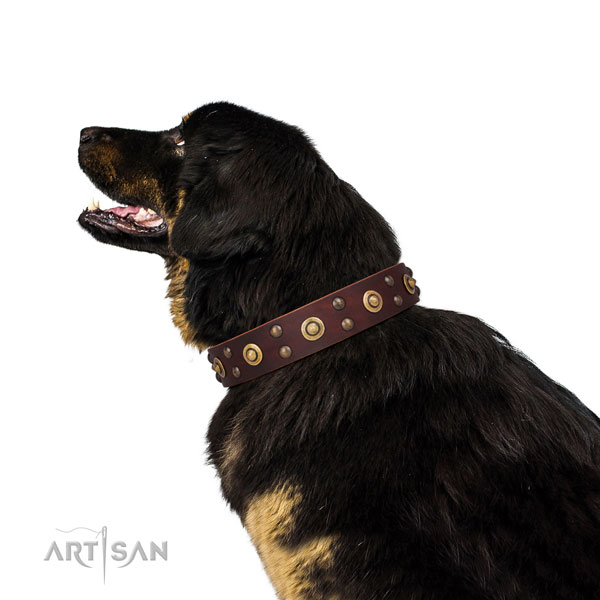 Everyday use dog collar with top notch embellishments