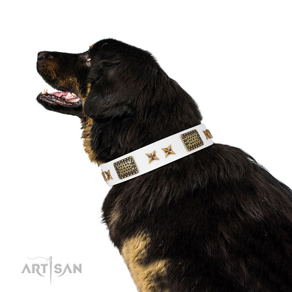 Significant studs on walking natural genuine leather dog collar