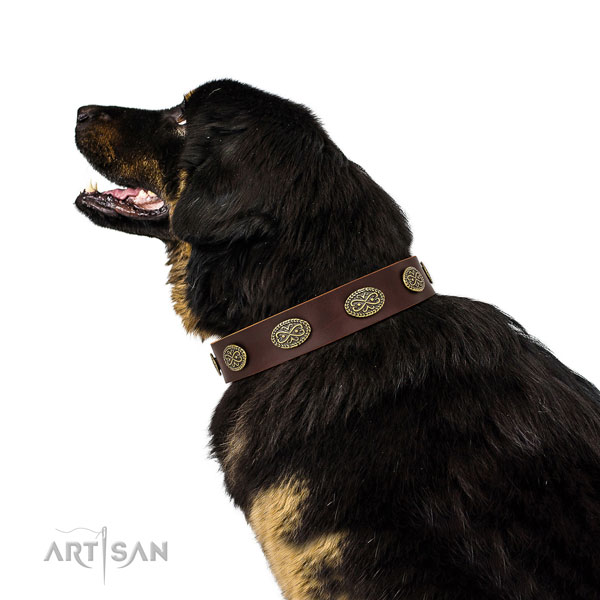 Top notch studs on comfy wearing full grain genuine leather dog collar