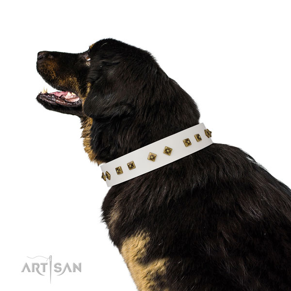 Stunning studs on walking dog collar