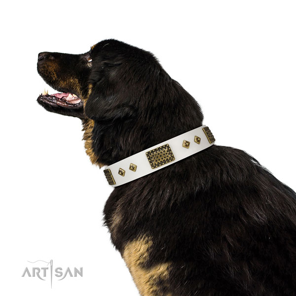Everyday walking dog collar of genuine leather with awesome embellishments