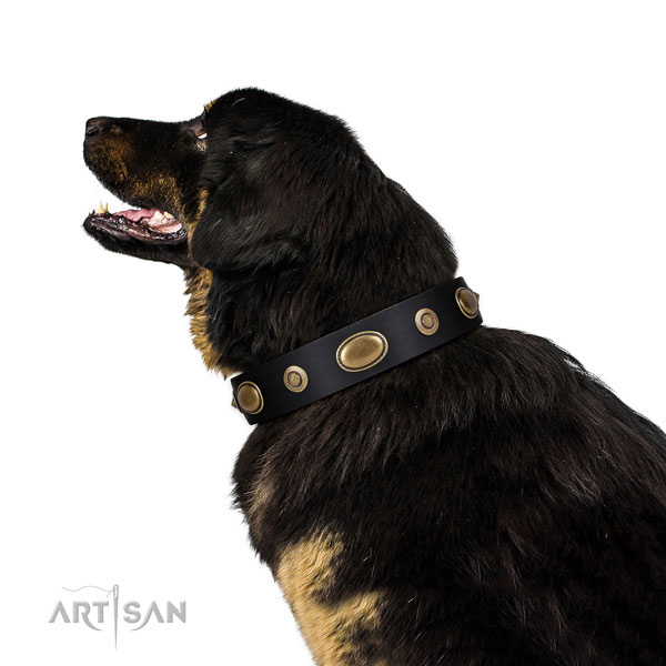 Stylish walking dog collar of natural leather with exquisite studs