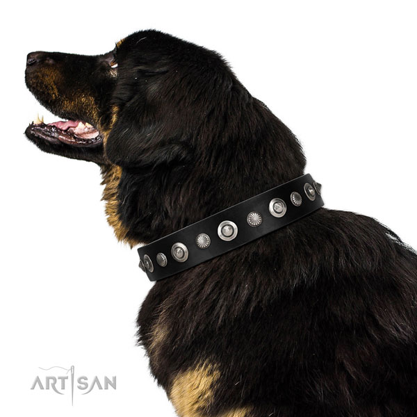 Best quality full grain natural leather dog collar with impressive embellishments