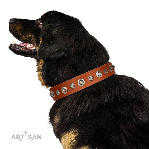 Finest quality full grain natural leather dog collar with incredible adornments