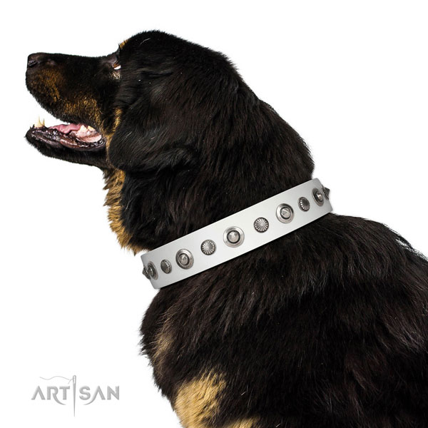 Full grain genuine leather collar with rust resistant fittings for your lovely pet