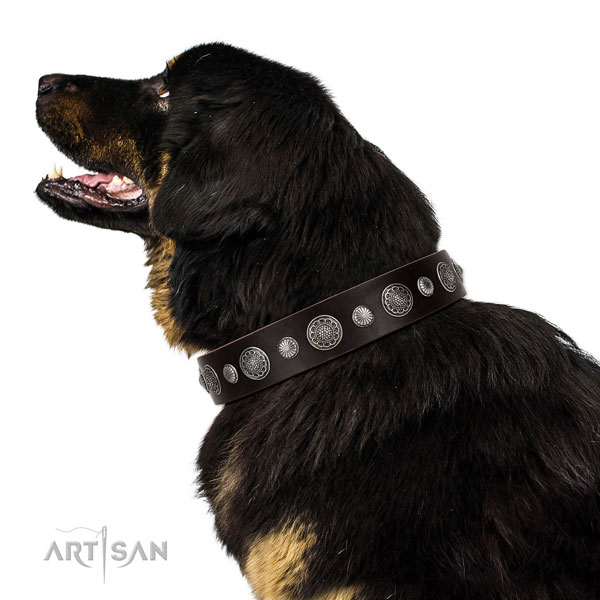 Genuine leather collar with reliable traditional buckle for your impressive canine