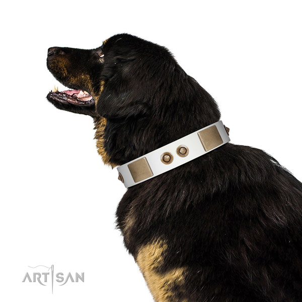 Basic training dog collar of natural leather with exceptional adornments