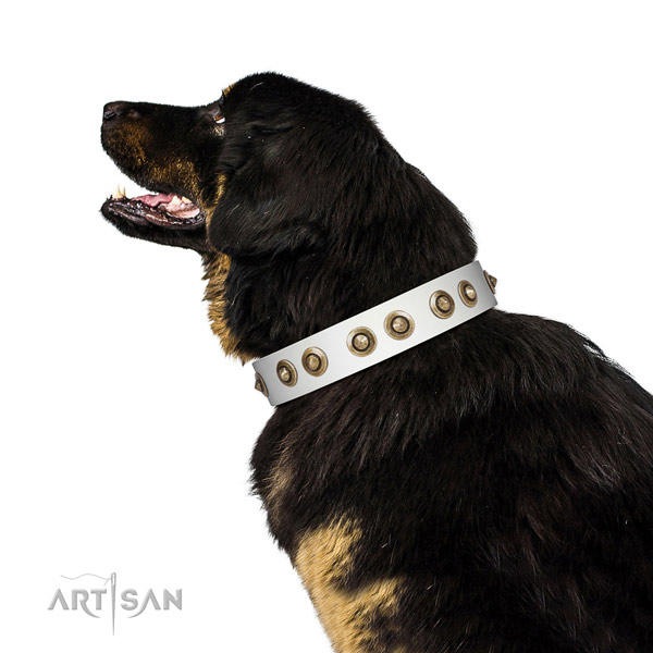 Daily use dog collar of genuine leather with unusual embellishments