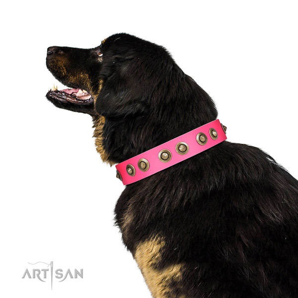 Leather collar with adornments for your stylish dog