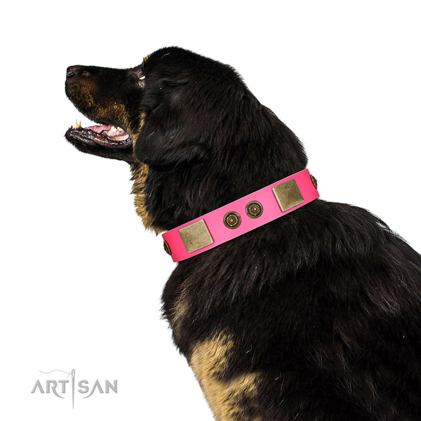 Top notch dog collar created for your beautiful dog