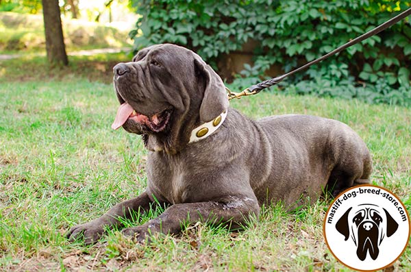 Dog-safe white leather Bullmastiff collar